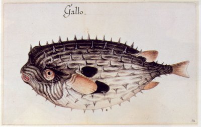 A Burrfish by John White